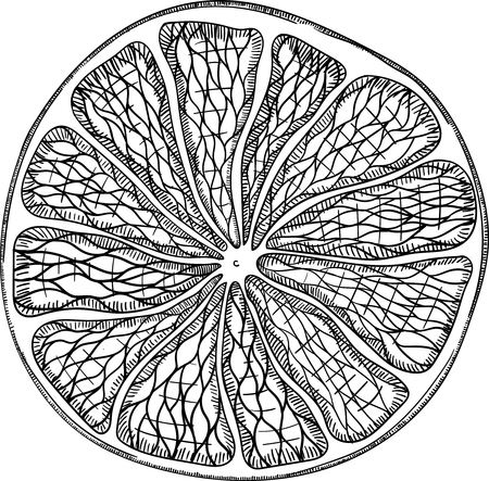 Orange slice sketch isolated on white background. Vector paper illustration.のイラスト素材
