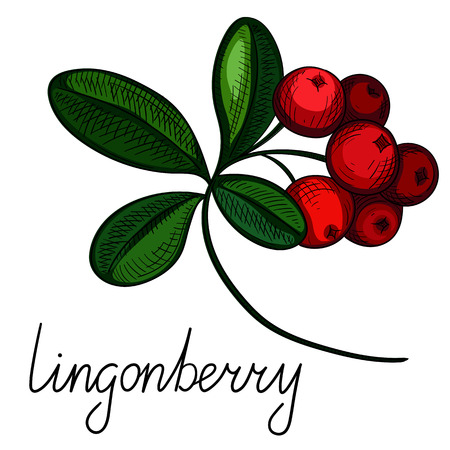 Card with colorful hand-drawn lingonberry isolated on white background and inscription. Vector paper illustration.のイラスト素材