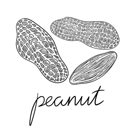 Black hand-drawn peanuts sketch isolated on white background. Vector paper illustration.
のイラスト素材