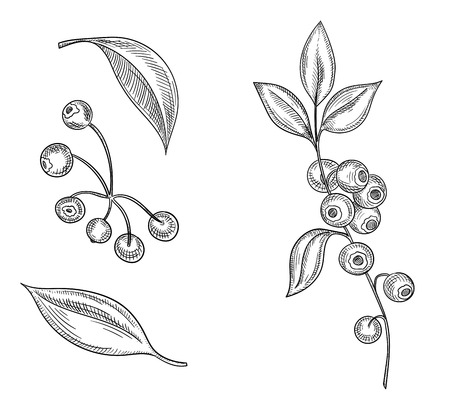 Black hand-drawn blueberries sketches with leaves and berries isolated on white background. Vector paper illustration.
のイラスト素材