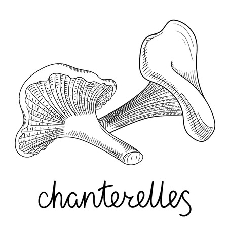 Black hand-drawn chanterelles mushroom sketch isolated on white background. Vector paper illustration.のイラスト素材