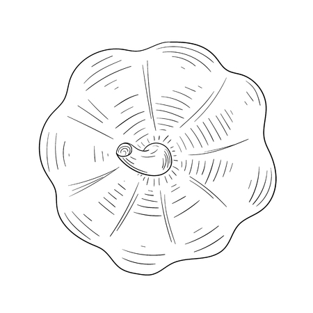 Hand-drawn halloween pumpkin sketch isolated on white background. Vector top view illustration.
のイラスト素材