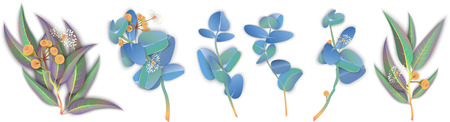 Set of beautiful eucalyptus branch, leaves and blossom isolated on white background. Herbal, nature, medical design template. Vector illustration.

のイラスト素材