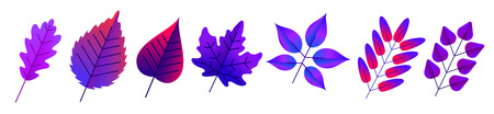 Set of beautiful purple leaves isolated on white background. Vector illustration.