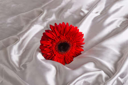 Layout with  red gerber on gray textil. Minimal composition.の写真素材