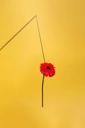 Fishing rod and caught red flower, on a yellow background. Minimalist concept.