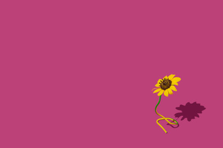 Flower with shadow on pink background.の写真素材