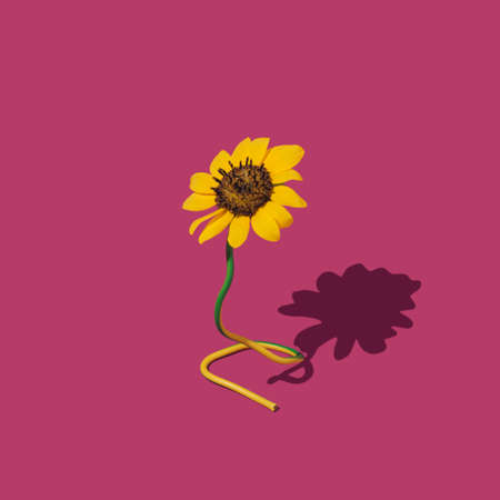 Sunflowers on wire with shadow on pastel background. minimalist conceptの写真素材
