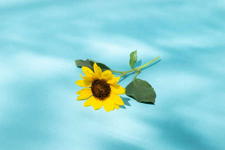 Sunflower  with wather reflection on it.