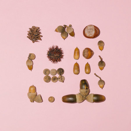 Hazelnut, acorns and chestnuts carefully arranged on a pastel pink background.の写真素材