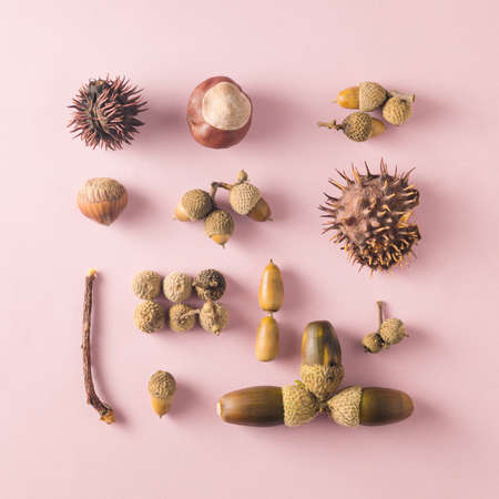 Hazelnut, acorns and chestnuts carefully arranged
    on a pink background in a square. Modern  idea.の写真素材