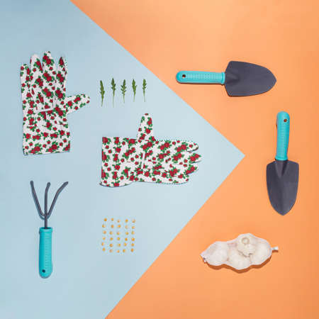 Layout of gardening tools, gloves, grass, seed and onion on  blue and orange background. Gardening and floristry.の写真素材