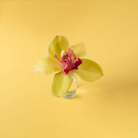monochrome image with a yellow orchid on a yellow background with soft shadow.の写真素材
