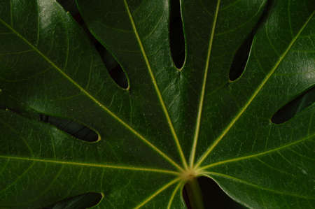 Green tropical palm leaves lie on the ground. Copy space, top view, sand color, summer,...