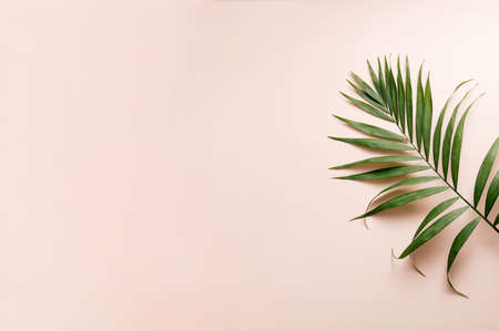 Green tropical palm leaf lie on the soft pink background. Copy space, top view, sand color, summer,...