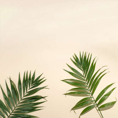 Palm leaves lie on the ground. Copy space, top view, sand color...の写真素材