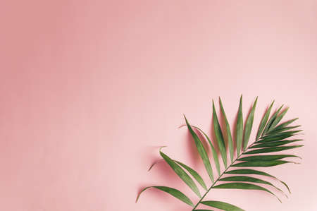 A palm leaf lies on the ground. the light refracts into pink tones. Copy spaceの写真素材