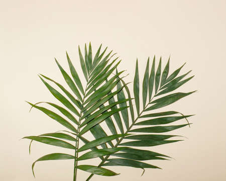 Crossed palm leaves lie on the ground. Copy space, top view, sand color...の写真素材