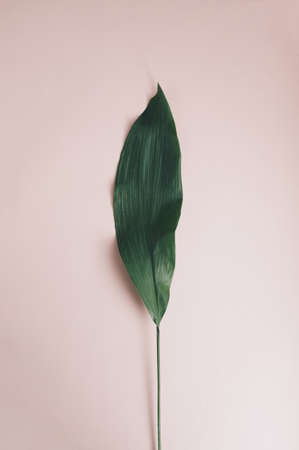 Green tropical leaf lie on the ground. Copy space, top view, soft coral color...の写真素材