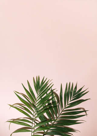 Palm leaves lie on the ground. the light refracts into pink tones. Copy spaceの写真素材