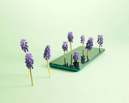 Environment Care Concept. Blue hyacinth grows out of the phone on a green background.