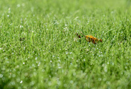 Green grass