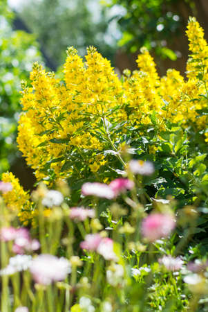 Yellow blooming flowers in the gardenの写真素材