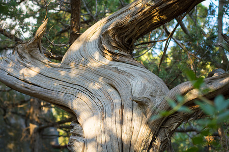 Juniper bark.の写真素材
