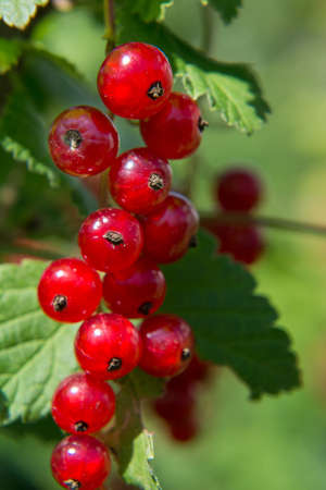 red currant on a branchの写真素材