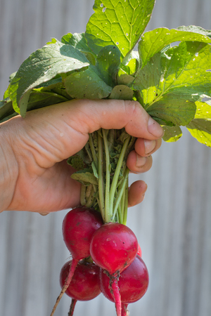 Radishes in handの写真素材