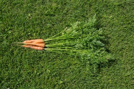 Ripe and fresh organic carrotsの写真素材