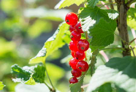 red currant on a branchの写真素材