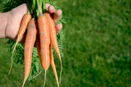 Ripe and fresh organic carrots