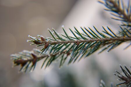 Pine twig with snow closeup.