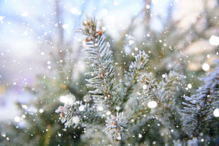 Pine twig with snow closeup. Effect drawn snow.の写真素材
