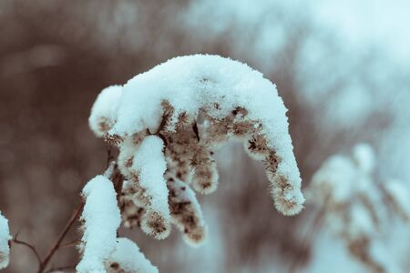 Winter. Bush of weeds in the snow. Atmosphere, outdoor. Winter evening or morning. Toned image.の写真素材