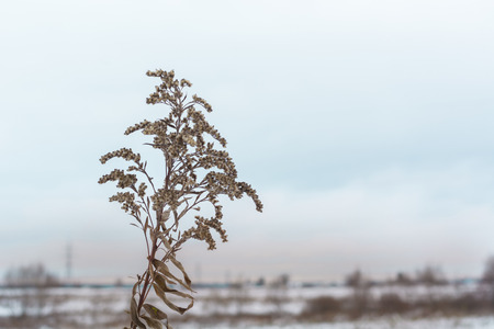 Winter background. Dry spikelets grass covered with a frost. Shallow dof.の写真素材