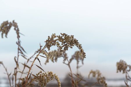 Winter background. Dry spikelets grass covered with a frost. Shallow dof.の写真素材