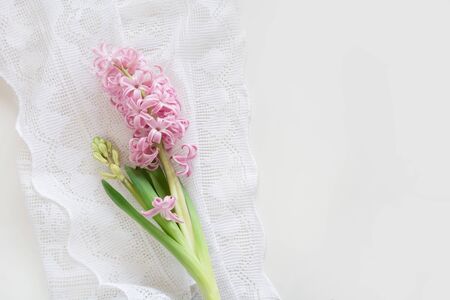 Spring concept. Pink hyacinth on white laces on white background. Top view and copy space for text.の写真素材
