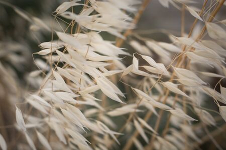 Summer blurred background. Dry flowers and spikelets grass in sun rays. Shallow dof.の写真素材