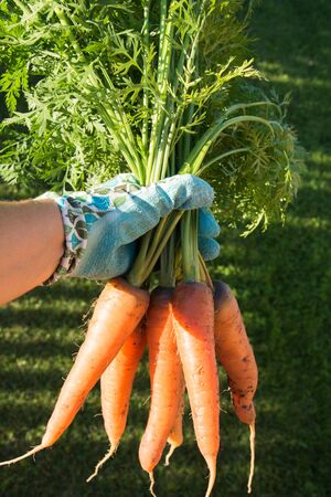 Female hand in gloves holds raw carrot with tops.の写真素材