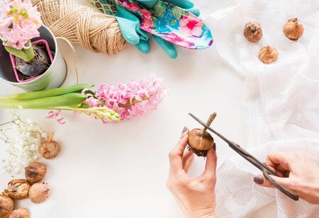 Gardening concept and workshop. Still life of seedling hyacinth, garden tools, scissors, twine,...