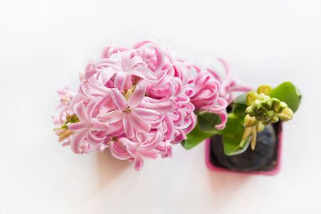 Pink hyacinth in a pink flowerpot for planting. Close up. Top view.