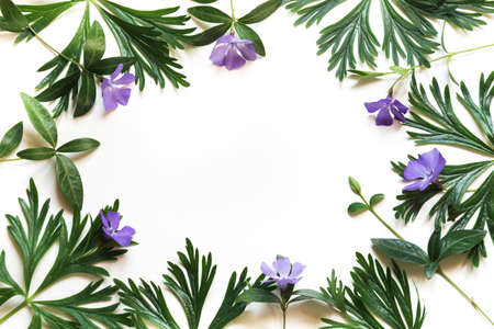 Green leaves on white background. Top view with copy space.
