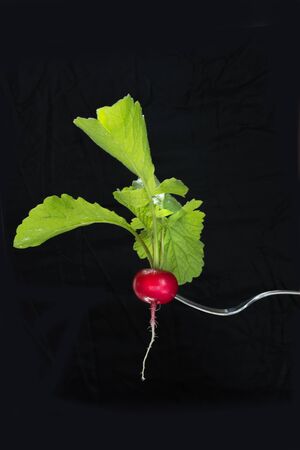 Ripe red radish on fork with foliage on a black background. Isolated.の写真素材