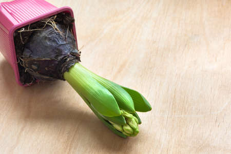 Shopping paper bag with seedlings hyacinth. Copy space. Close up. Spring background.