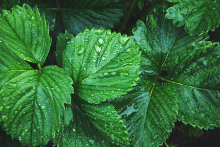 Green leafs of strawberry with raindrops. Top view