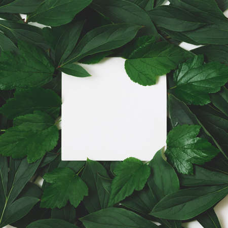 Creative layout made of green leaves with empty blank for note  on black background. Top view. Nature concept.の写真素材