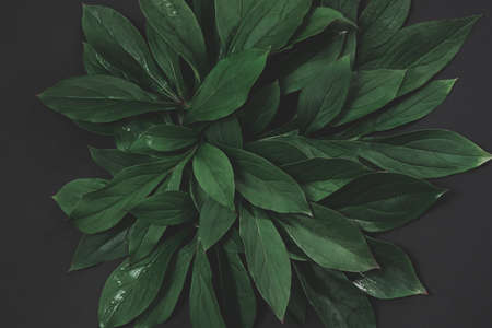 Creative layout made of green leaves on black background. Top view. Nature concept. Toned image.の写真素材