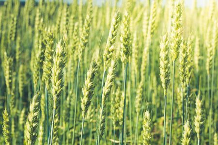 Green spikes wheat. Sunny day. Close up Outdoorsの写真素材